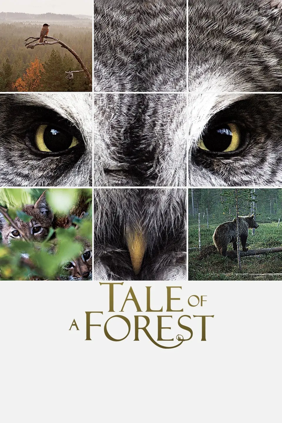 《森之传说》：史诗级森林奇幻冒险，探索生命奥秘与姐妹情深的光影传说！